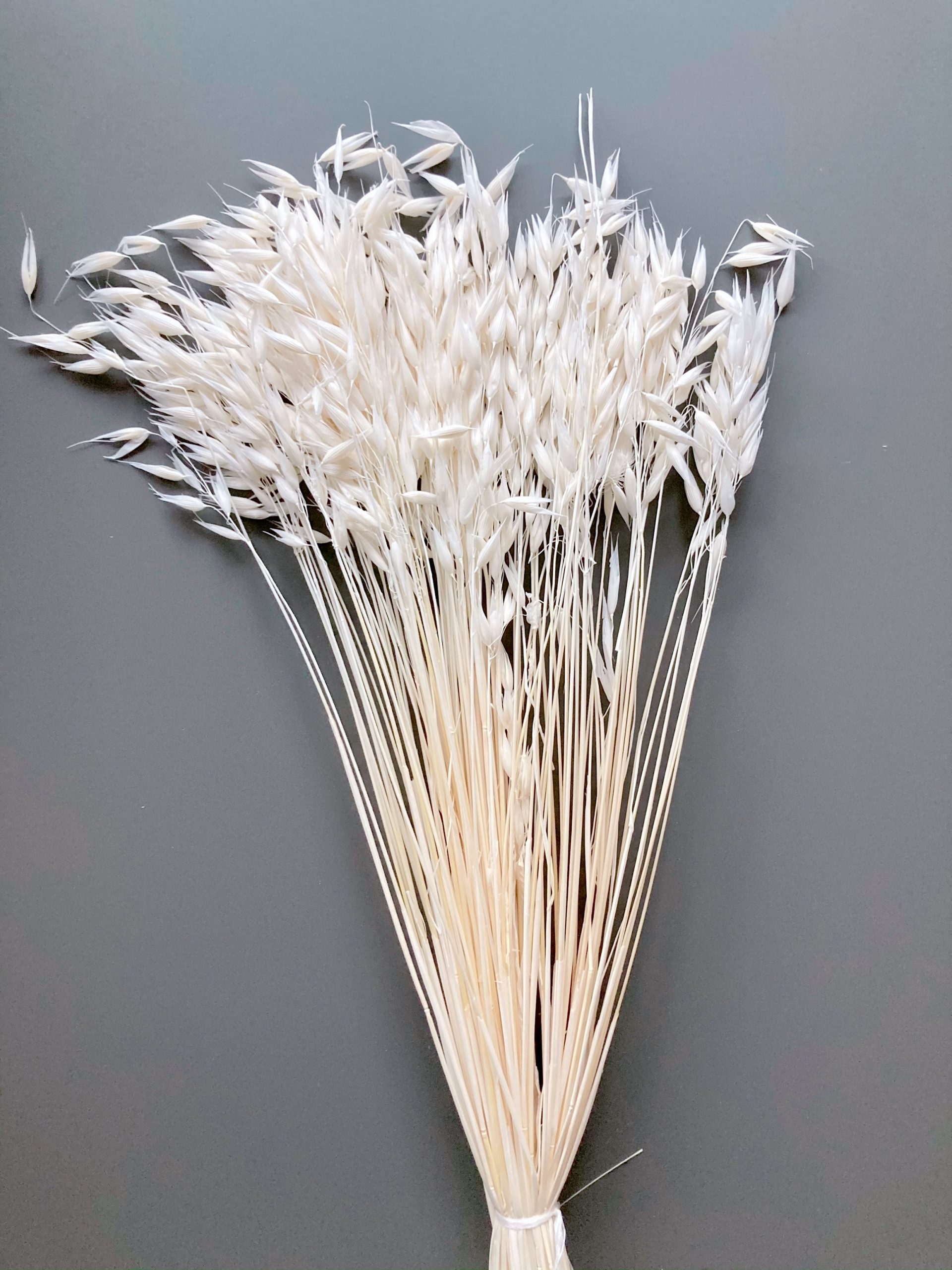 03CC85BF-6AE2-4CE3-B33F-76C699447E14 Dried oats, white - Avena - Natural wild oats - Boho Deco - Image 1
