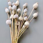 Mohnkapseln getrocknet Natur - Papaver - Somniferum - Schlafmohn - 10 Stiele