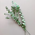 Natural Dried Baby Eucalyptus - preserved red/green