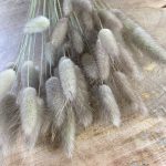 Lagurus dried natural - Dried flowers - Bunny Tails - Preserved velvety soft grasses for natural decoration