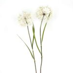 Große Pusteblume, creme weiß