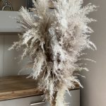 Pampasgras getrocknet Naturell, extra fluffig, Boho, lange Puschel